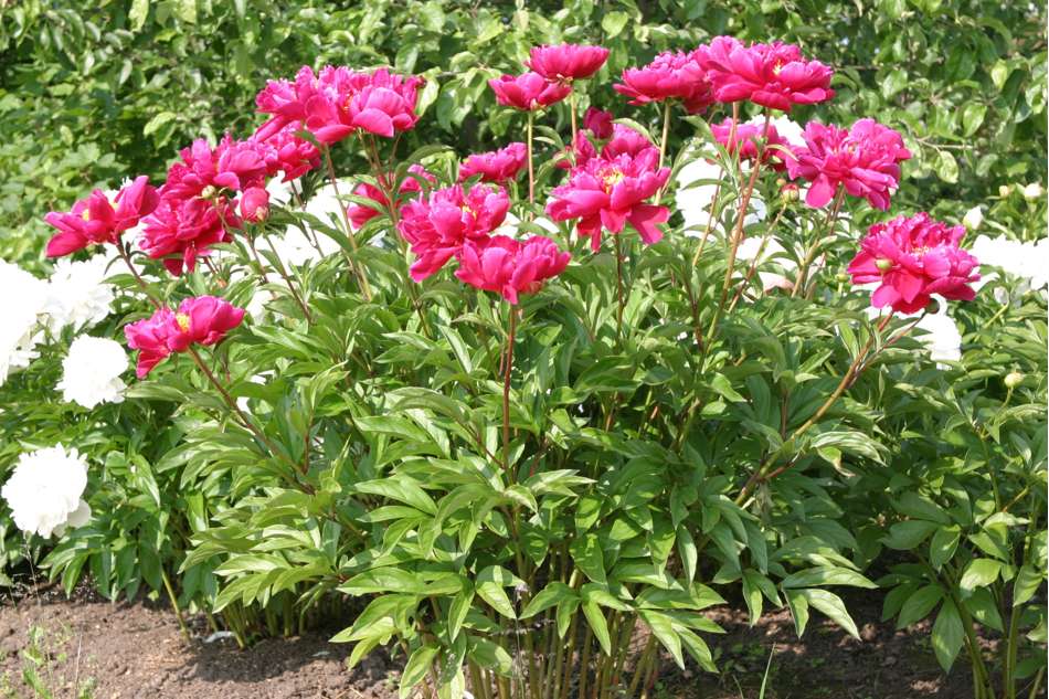 Pion 'Karl Rosenfield'